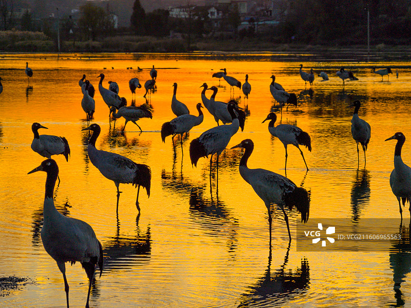贵州毕节威宁草海国家级自然保护区黑颈鹤候鸟图片素材