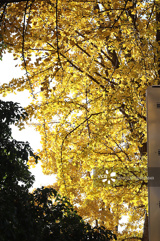 苏州道前街银杏图片素材