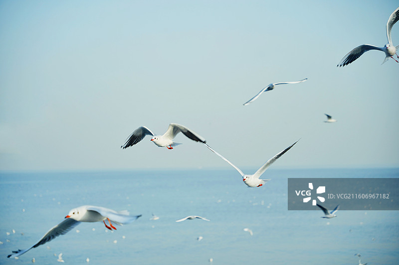 天津市东疆公园的海鸥群很多游客投喂图片素材