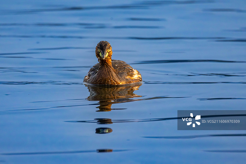 小鸊鷉图片素材