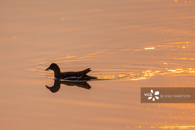 成都锦城湖金色水面的水鸟图片素材