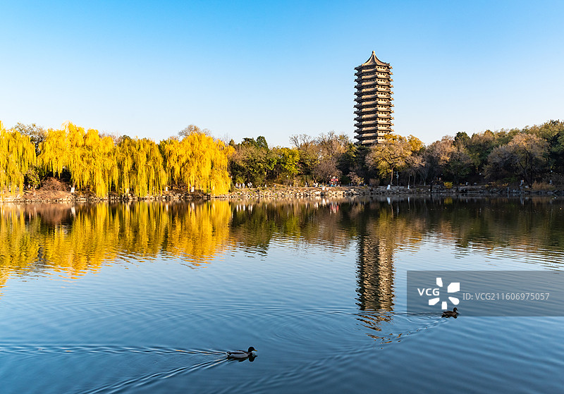 燕园风景：秋天北京大学未名湖博雅塔湖光塔影图片素材