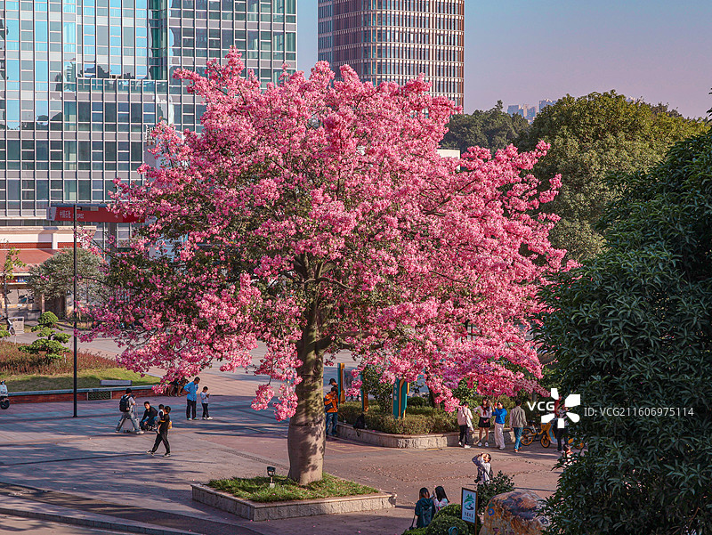 佛山石湾公园粉色异木棉盛开图片素材