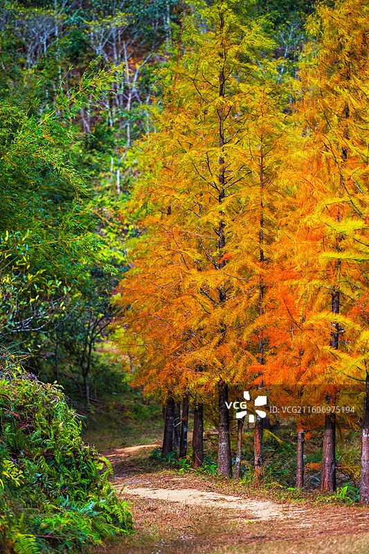 信宜钱排镇鹿湖顶重点自然保护区早晨秋景风光图片素材