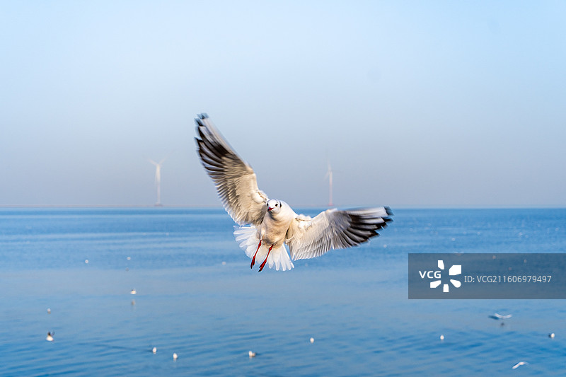 天津市东疆公园的海鸥扑食瞅你咋地很多游客投喂图片素材