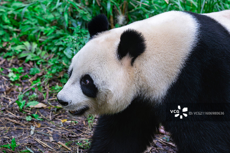 大熊猫图片素材