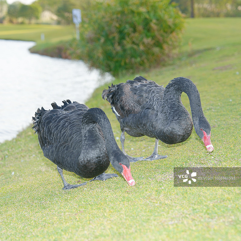 桂林桂海晴岚黑天鹅图片素材