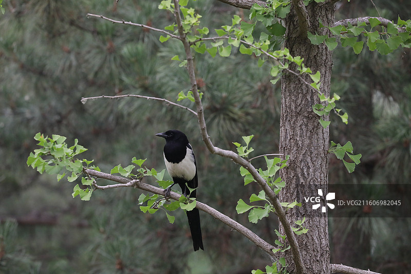 绿心公园夏日图片素材
