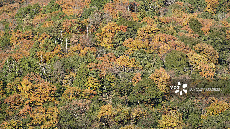 日本秋季自然风景枫叶与森林图片素材