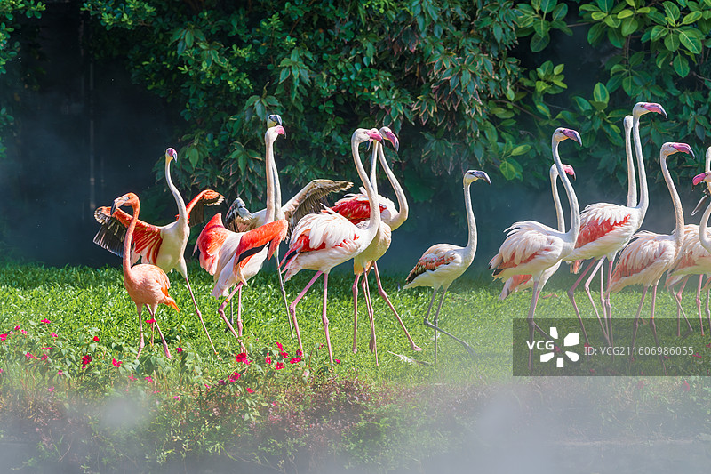 美丽的火烈鸟在草地上翩翩起舞-长隆飞鸟乐园图片素材