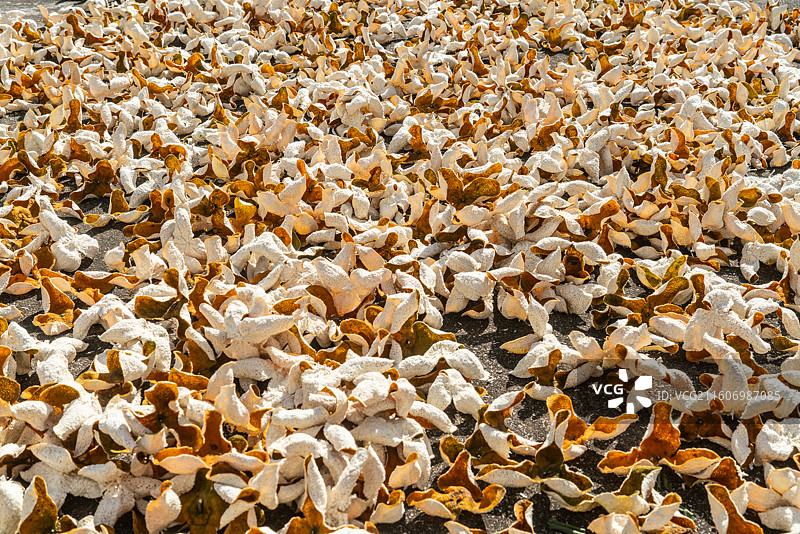 广东新会陈皮图片素材