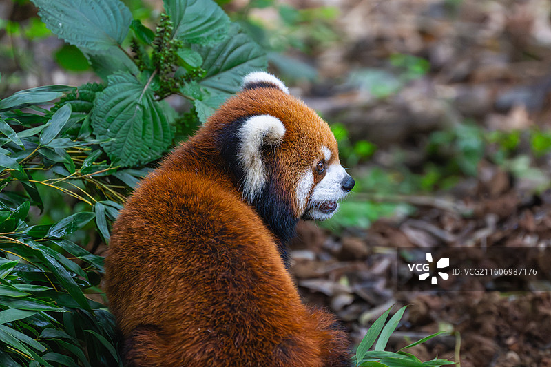 小熊猫图片素材