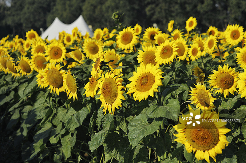 冬日向日葵图片素材