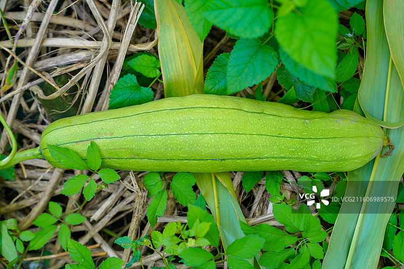 江苏省盐城市，东台市，农作物图片素材