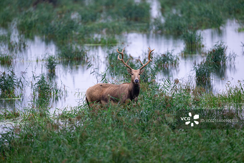 江苏盐城大丰麋鹿国家级自然保护区中的麋鹿图片素材