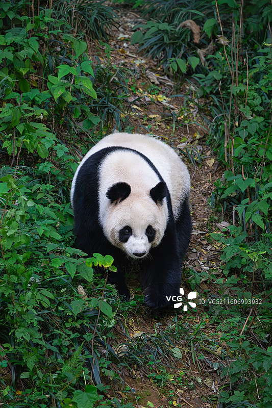 大熊猫图片素材