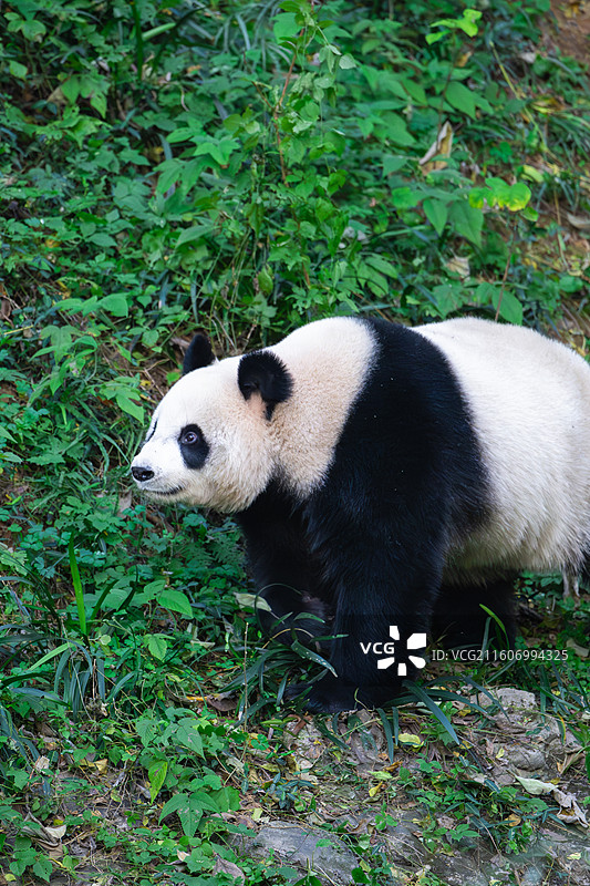 大熊猫图片素材