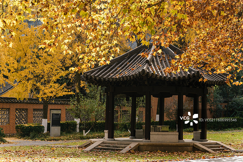 江苏南京雨花台风景区秋天的枫叶和银杏图片素材