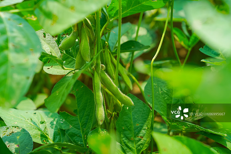 江苏省南通市，海安市，废弃游乐园图片素材