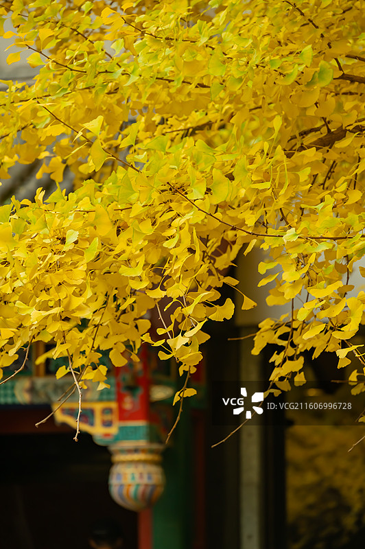 北京首都宾馆的银杏雨图片素材