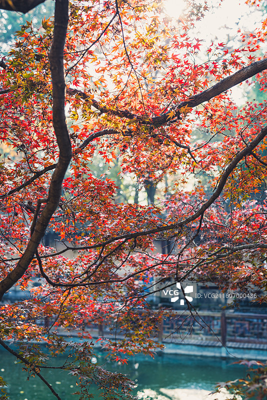 斑斓色彩的兴福寺图片素材