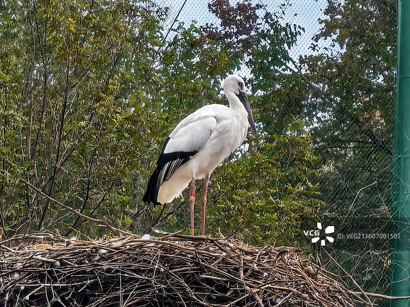 《一只白鹳》拍摄于合肥野生动物园。图片素材