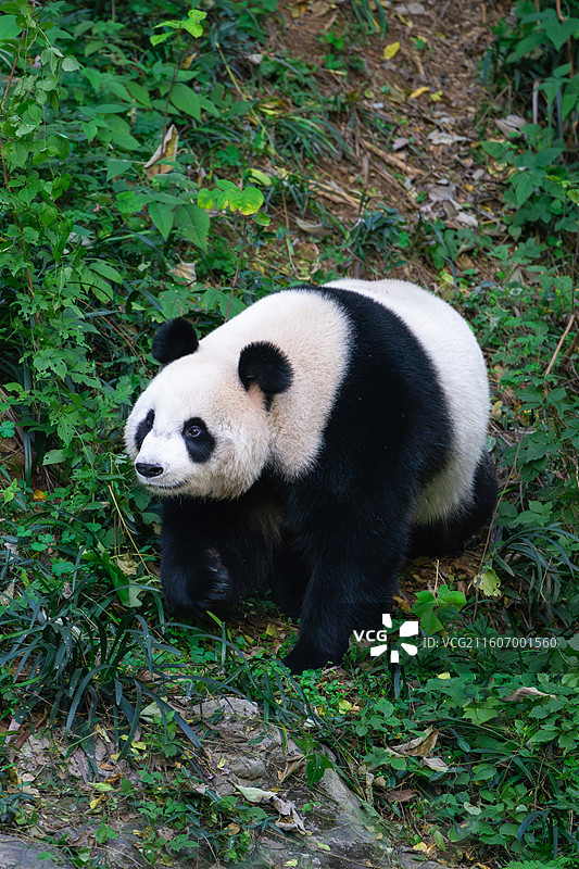 大熊猫图片素材