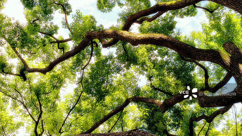 上海宋庆龄故居花园的老树仰视图图片素材