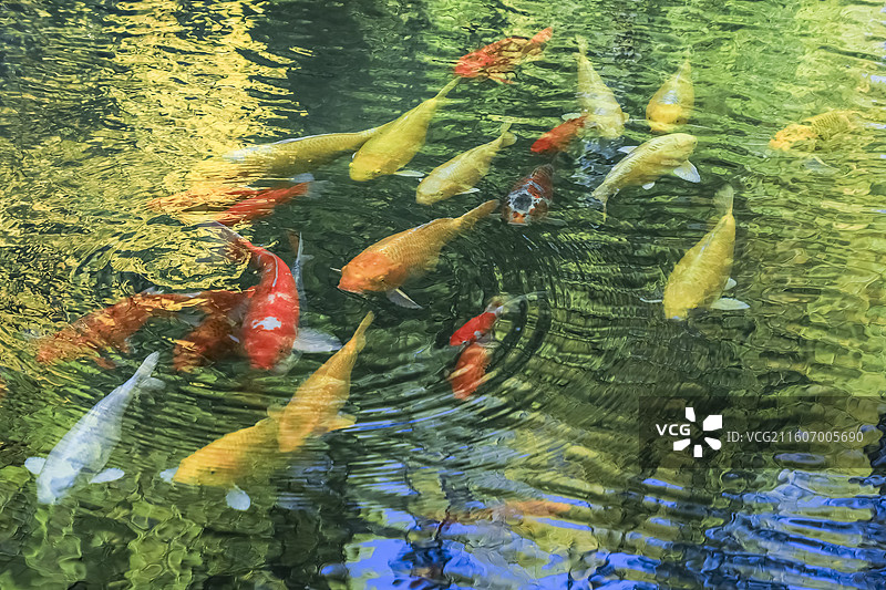 北京海淀北京大学深秋五彩斑斓天然图画图片素材