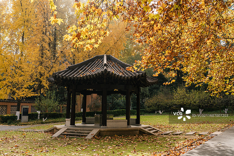 江苏南京雨花台风景区秋天的枫叶和银杏图片素材