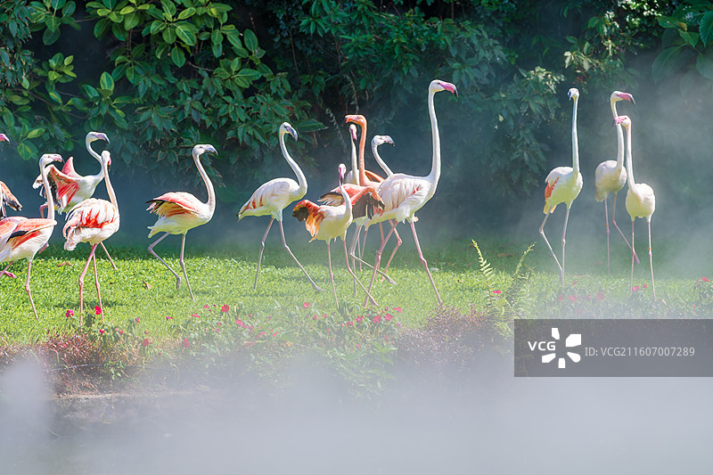 美丽的火烈鸟在草地上翩翩起舞-长隆飞鸟乐园图片素材