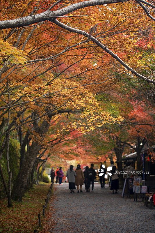 日本京都大原三千院的秋季风光图片素材