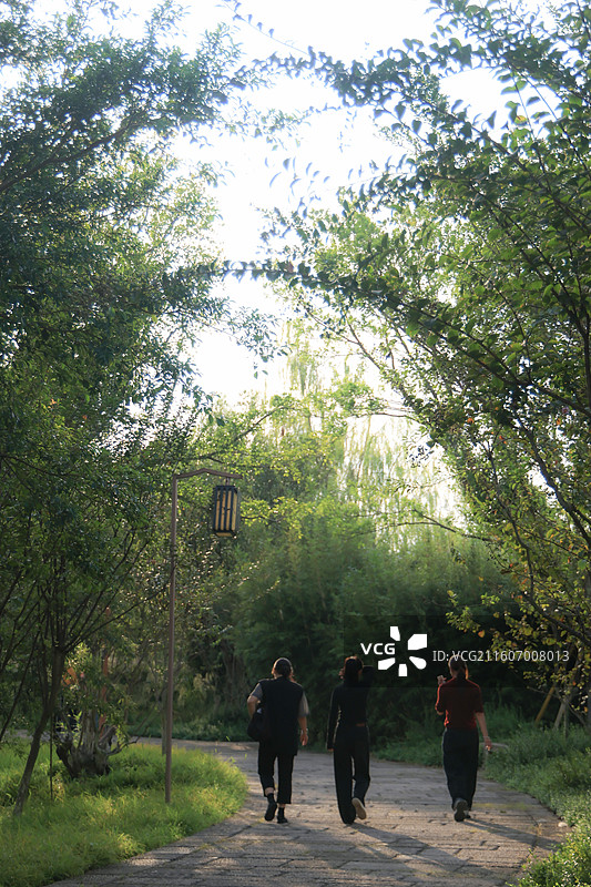 三垟湿地图片素材