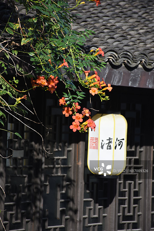 凌霄花，拍摄于浙江省杭州市清河坊景区图片素材