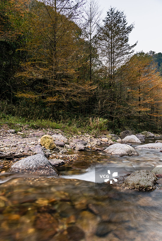 溪边的金钱松图片素材