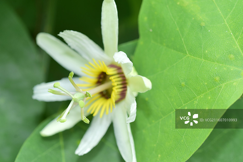 南方珍稀园林树种-Passiflora yucatanensis尤卡坦西番莲图片素材
