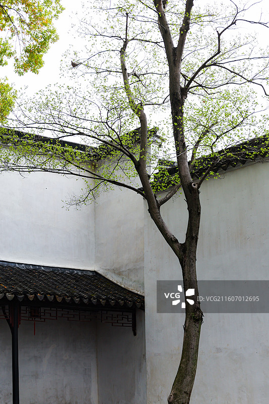 苏州园林拙政园春天小景风光组图图片素材