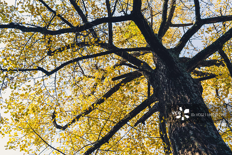 斑斓色彩的兴福寺图片素材