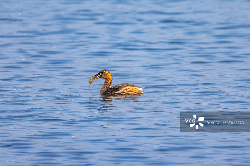 小鸊鷉图片素材