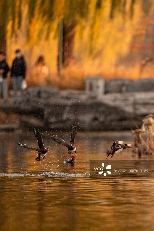鸳鸯戏水图片素材