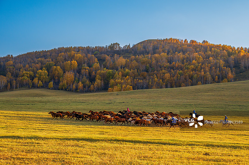 乌兰布统的秋天图片素材