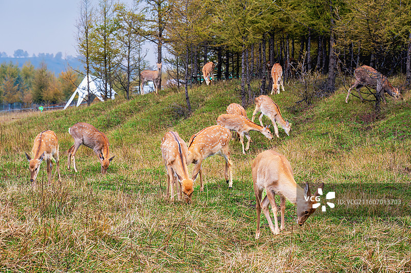 坝上草原鹿苑图片素材