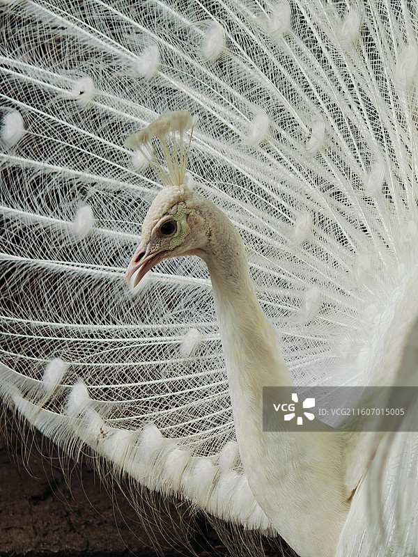 白色孔雀开屏求偶的头部特写镜头图片素材