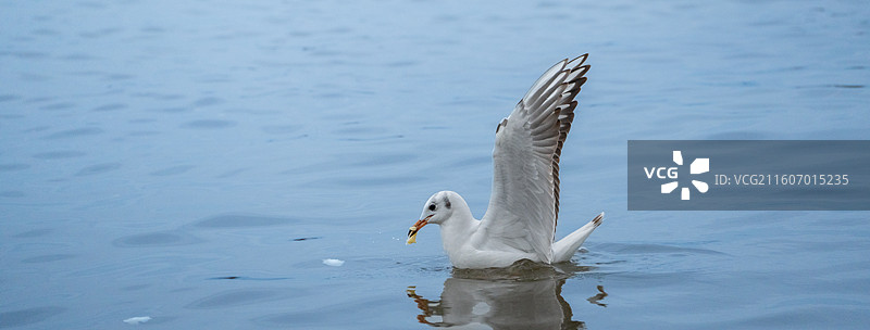 在深圳湾公园海边迁徙过冬飞翔的西伯利亚海鸥图片素材