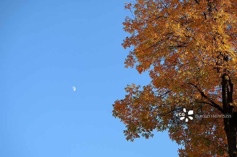 秋天秋景枫叶无患子黄色剪影图片素材