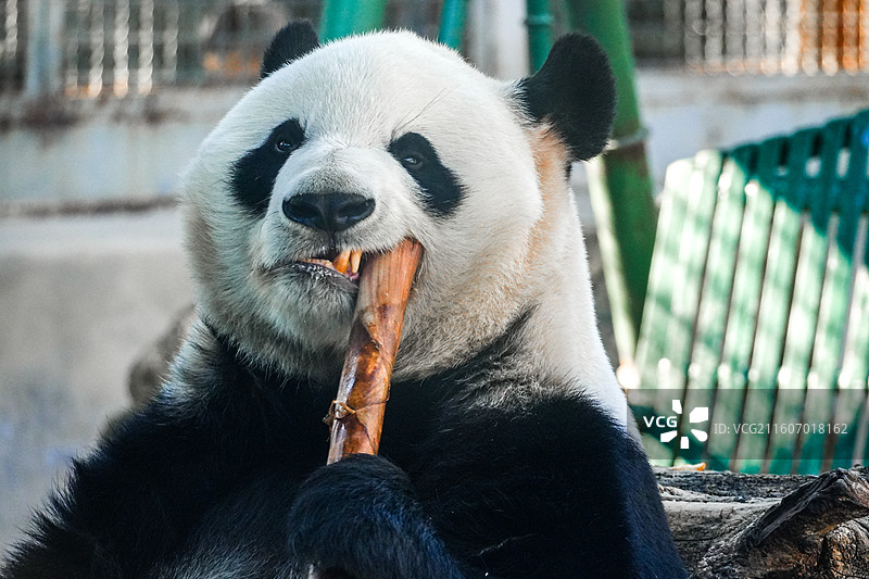 北京动物园网红大熊猫萌兰的吃竹子特写照片图片素材