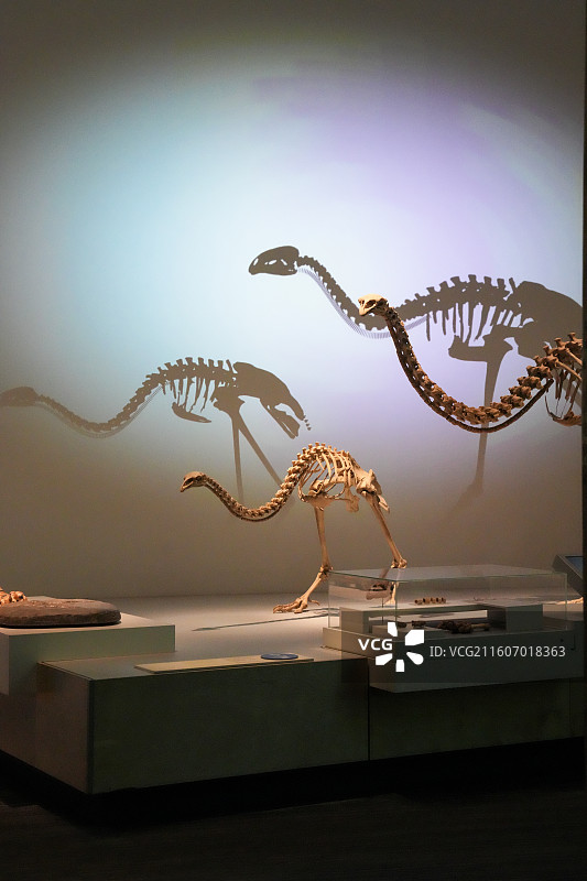 新西兰国立博物馆展品：恐鸟，是巨型恐鸟（Giant Moa）的骨架图片素材