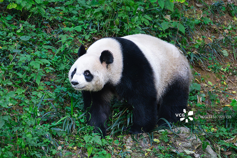大熊猫图片素材