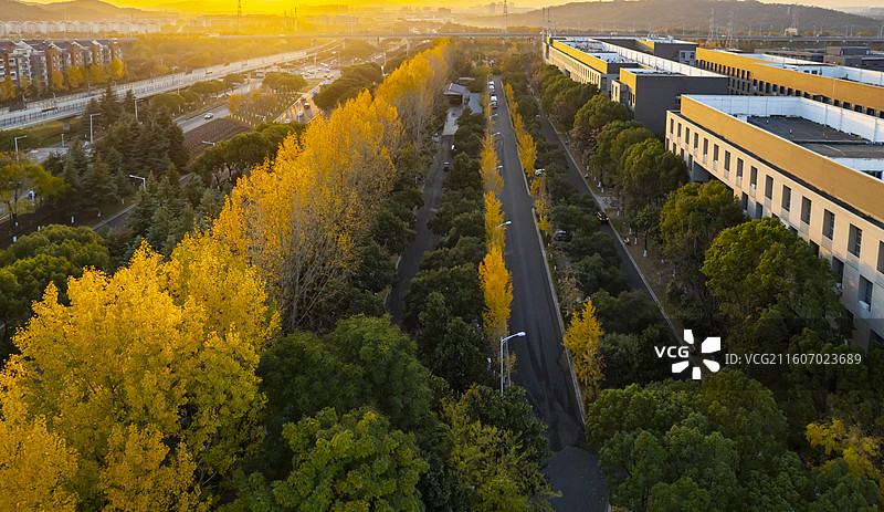 江苏南京大学仙林校区秋天的校园银杏建筑风格航拍图片素材