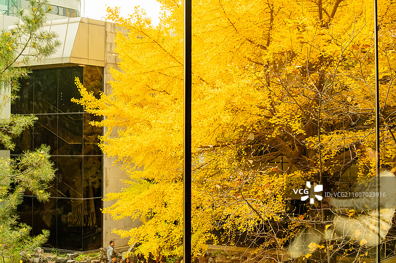 北京首都宾馆的银杏雨图片素材